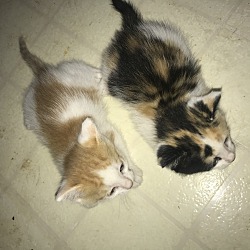 Photo of kittens 