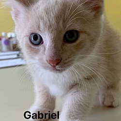 Photo of Gabriele