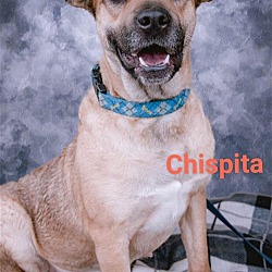 Thumbnail photo of Chispita #2