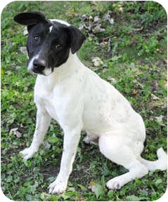 rat terrier dalmatian mix