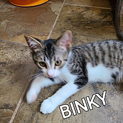 Photo of BINKY