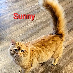 Photo of Sunny