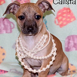 Thumbnail photo of Calista in CT #1