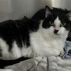 Photo of Elenour- Barn Cat