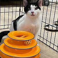 adopt a pet