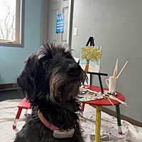 adopt a pet