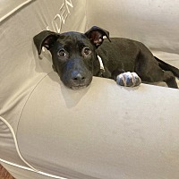 adopt a pet