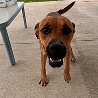 adopt a pet