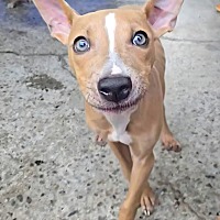 adopt a pet