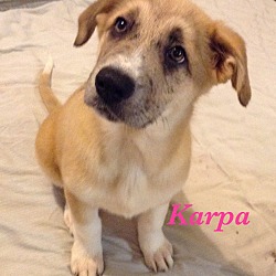 Thumbnail photo of Karpa #1