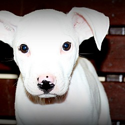 Thumbnail photo of Dobby~adopted! #2