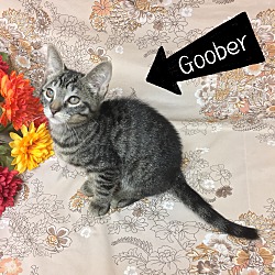 Thumbnail photo of Goober #2