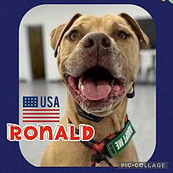 Thumbnail photo of Ronald #1