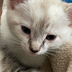 Thumbnail photo of Foster These Siamese New Kitten Arrivals #4