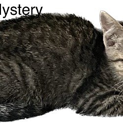 Photo of Mystery