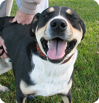 Indianapolis, IN - Greater Swiss Mountain Dog. Meet Buzz a Pet for Adoption.