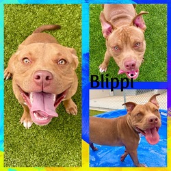 Photo of BLIPPI
