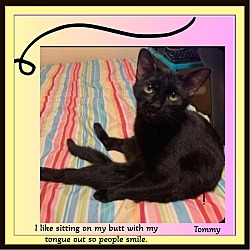 Thumbnail photo of Tommy - Lap Cat, Silly #1