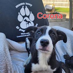 Photo of Corona