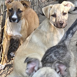 Thumbnail photo of Shepherd  X Puppies #1