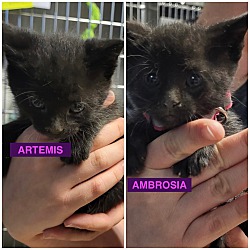 Photo of Artimis and Ambrosia