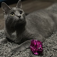 adopt a pet