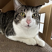 adopt a pet