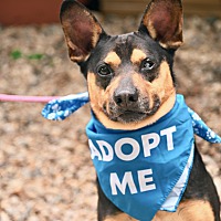 adopt a pet