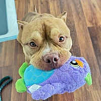 adopt a pet