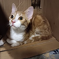 adopt a pet