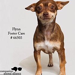 Thumbnail photo of Flynn  (Foster) #3
