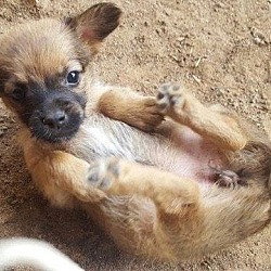 Thumbnail photo of Brown/Black Female Chi Pup #2
