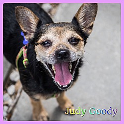 Thumbnail photo of Judy Goody #1