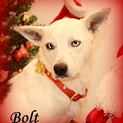 Thumbnail photo of Bolt~adopted! #2
