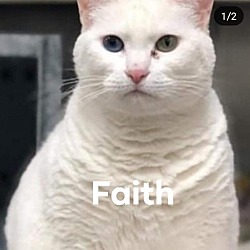Photo of Faith