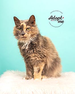 british longhair cat adoption