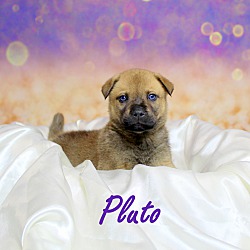 Thumbnail photo of Pluto~adopted! #2