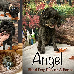 Photo of Angel adoption pending