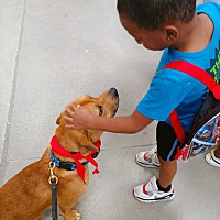 adopt a pet
