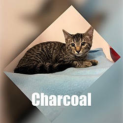 Photo of Charcoal