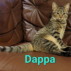 Thumbnail photo of Dappa #3