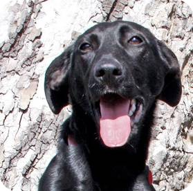 doberman pinscher black lab mix