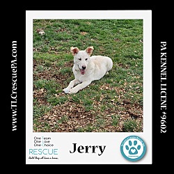 Thumbnail photo of Jerry (Cartoon Cuties) 032324 #4