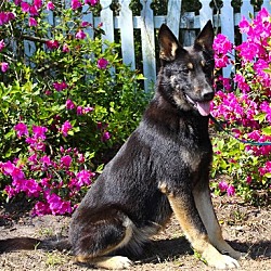 Thumbnail photo of ACE-11 mth -Neuter Contract Required $325 #4
