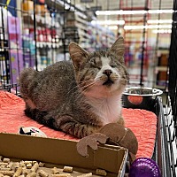 adopt a pet