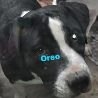 adopt-pet