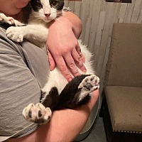 adopt a pet