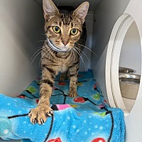 adopt a pet