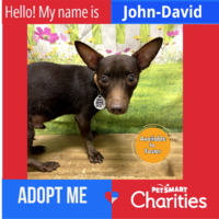 adopt a pet