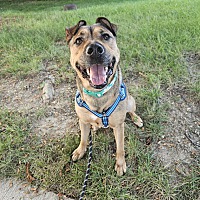 adopt a pet